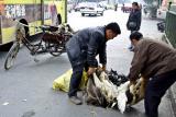 Using the necks of live ducks to haul them around. Jishou City, China.