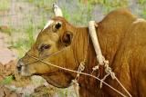 Bull used for plowing, Wuling Mts. Hunan Province, China