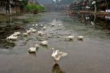 Geese on the river in Fenghuang, Hunan Province, China