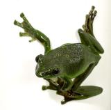 Tree frog, captive for one day. Jishou City area, Hunan Province, Wuling Mts. China