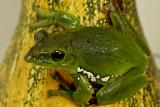 Tree frog, captive for one day. Jishou City area, Hunan Province, Wuling Mts. China