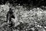 Mother and baby. Rhesus monkey.
