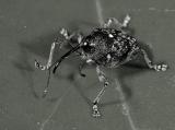 Weevil doing the Monster Mash. order: Curculionidae. Wuling Mts. Hunan Province, China.