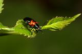 Beetle. Wuling Mts. Hunan Province, China