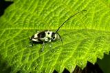 Black and white beetle. Wuling Mts. Hunan Province, China