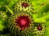 Thistle bud and small visitor. Family: Asteraceae for thistle, Order, Arachnida for the mite. 