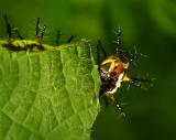 Dont touch! Spiny caterpillar. Order Lepidoptera. Wuling Mts. Hunan Province, China