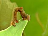 1. Inch worm. Wuling Mts., Hunan, China