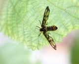 Wasp mimic, Lepidoptera