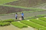 Dried rice stalks that will be used to bundle the new rice plants for planting in other fields.