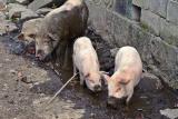 Pigs in mud. Very happy.