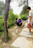 Burning a pine tree to death. #2
