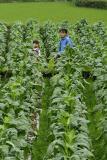 Working in a high mountain tobaco field.