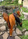 Bringing in the cattle at the end of the day.