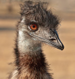 Ostrich