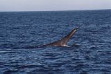 Blue Whale tail fluke