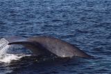 Blue Whale tail fluke