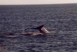 Blue Whale tail fluke