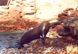 Sea Lion