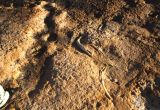 Whale jawbone fossil on desert Island