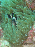 Widestriped anenome fish
