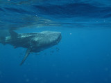 Exmouth diving (10) Whale Shark.jpg