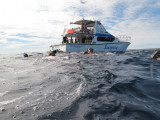 Exmouth diving (15) Whale Shark.jpg