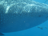 Exmouth diving (16) Whale Shark.jpg