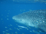 Exmouth diving (20) Whale Shark.jpg