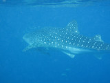 Exmouth diving (21) Whale Shark.jpg