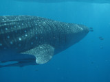 Exmouth diving (8) Whale Shark.jpg