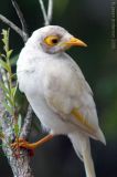 Leucistic Noisy Miner 2