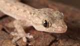 Common Asian Gecko