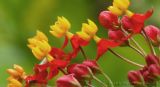 Creekside Wildflowers