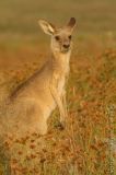 Grey Kangaroo 3