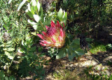 Protea