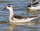 Phalarope, Red-necked