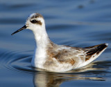 Phalarope, Red-necked