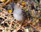 Sparrow, White-crowned (Juvenile) D-025.jpg