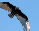 Vulture Turkey D-008.jpg