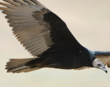 Vulture Turkey D-009.jpg