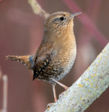 Wren, Pacific