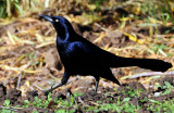 Grackle, Great-tailed  D-007.jpg