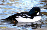 Goldeneye Barrows D-001.jpg