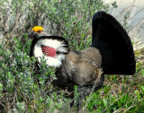 Grouse Dusky D-047.jpg