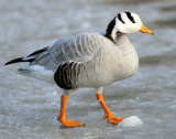 Barhead Goose,