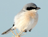 Shrike LoggerheadD-037.jpg