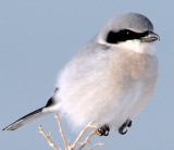 Shrike LoggerheadD-032.jpg