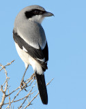 Shrike LoggerheadD-052.jpg