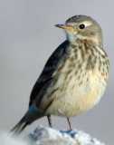 Pipit, American D-019.jpg